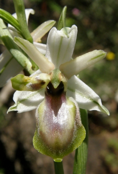 lusus di Ophrys exaltata subsp montis leonis